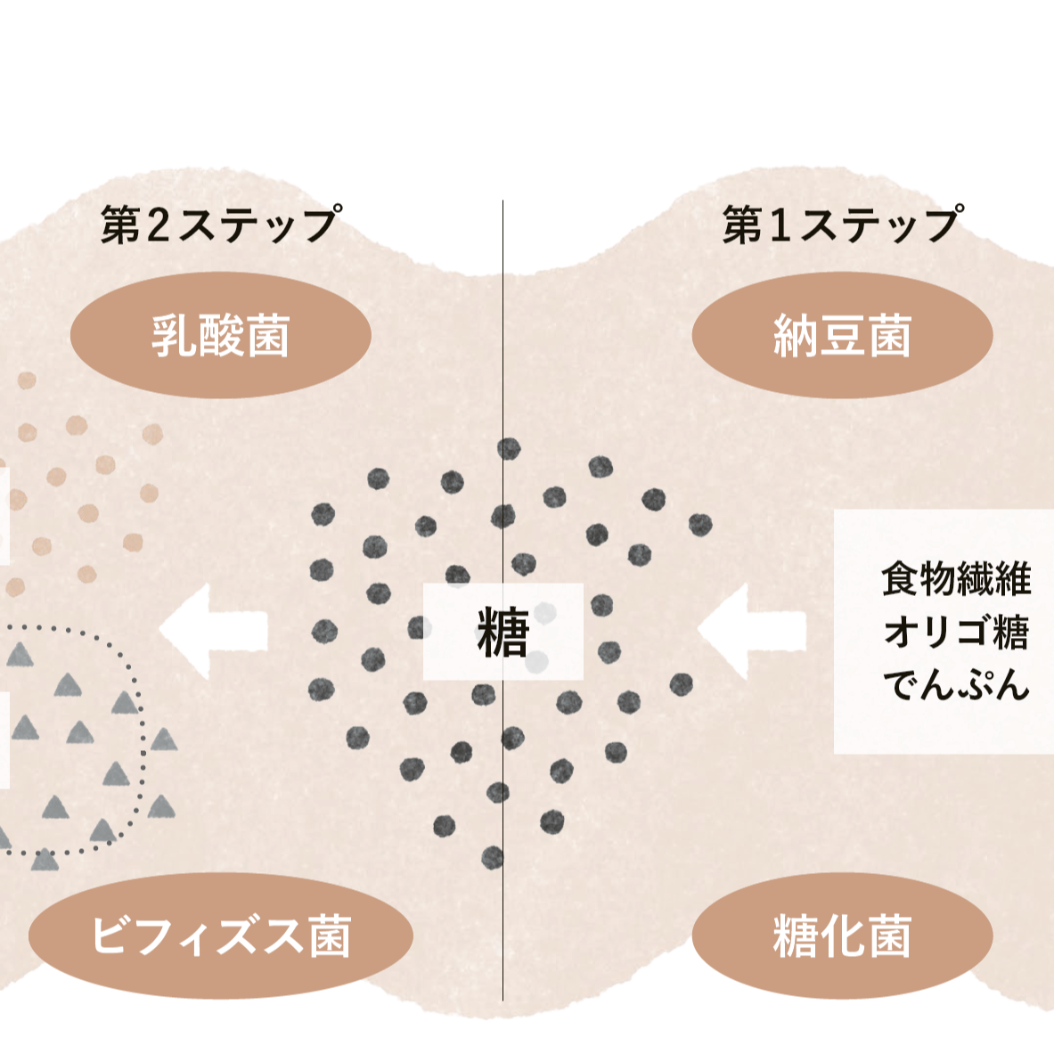 最新の腸活キーワード「ポストバイオティクス」とは？ “最強の腸活”として注目！