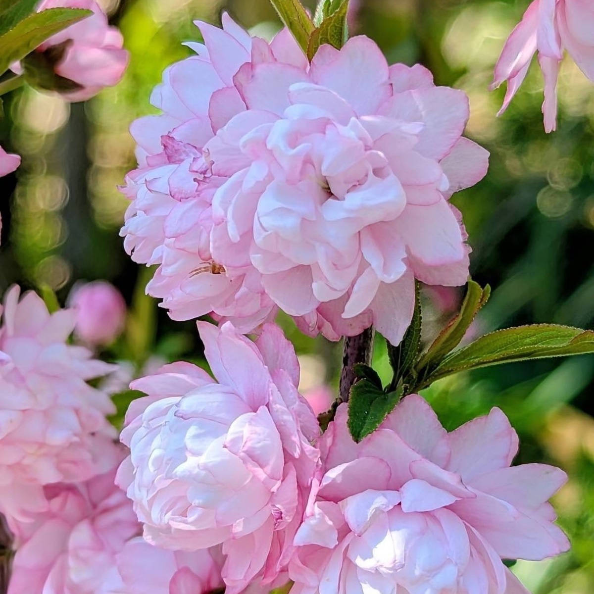 ときめく散歩道