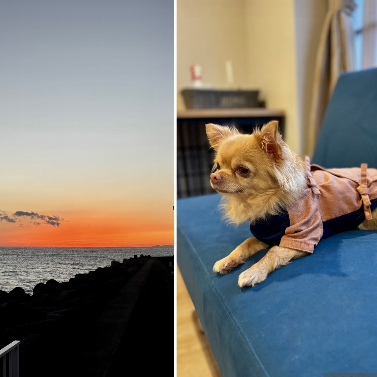 愛犬とお泊まりできる伊豆の温泉宿