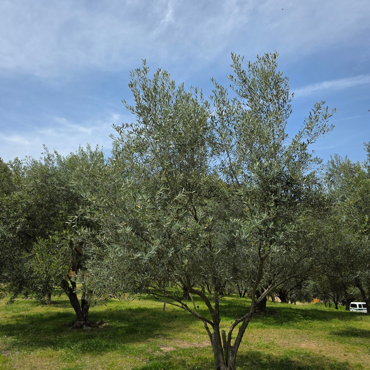 オリーブ園の素敵なカフェ
