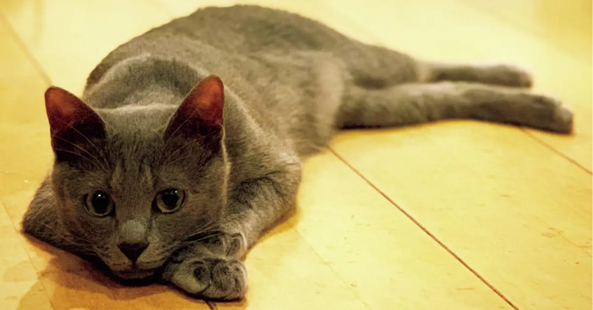 あの人の溺愛ねこ図鑑 第39回】スタイリスト 青木千加子さんの愛猫